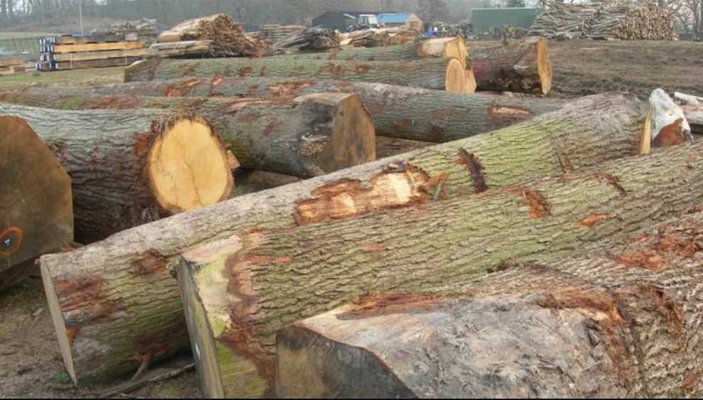 Kayu Jati Putih (White Oak)