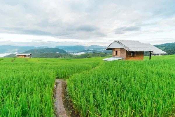 Cara membangun rumah di lahan sawah (1)