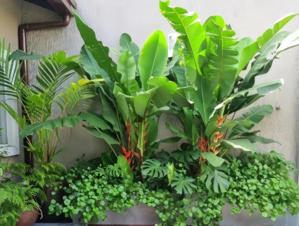 taman minimalis belakang rumah sempit 5