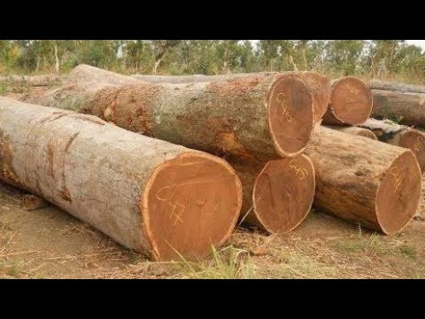 Sampul video: Mengenal 8 Jenis Kayu Terbaik Di Indonesia